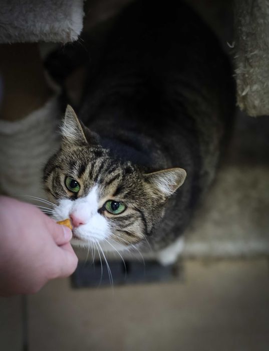 List do Św. Mikołaja – bezdomna kotka BRANDY / Olsztyn