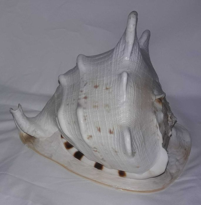 ракушка океаническая (акция весь декабрь - было 4102)