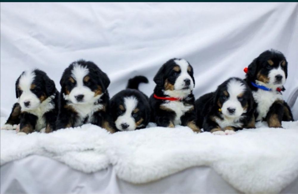 Berneński pies pasterski