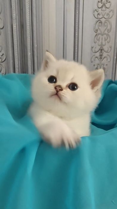 Шотландський золотий хлопчик з блакитними очима