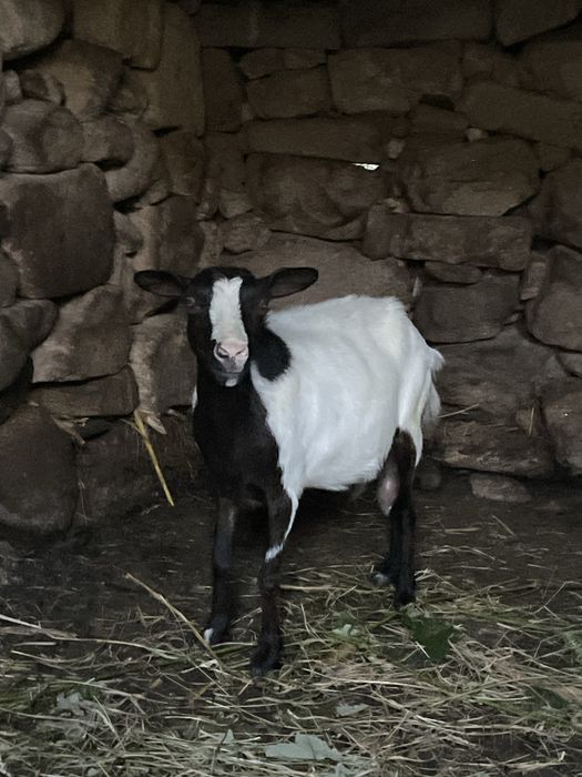 Cabra mocha 2 anos