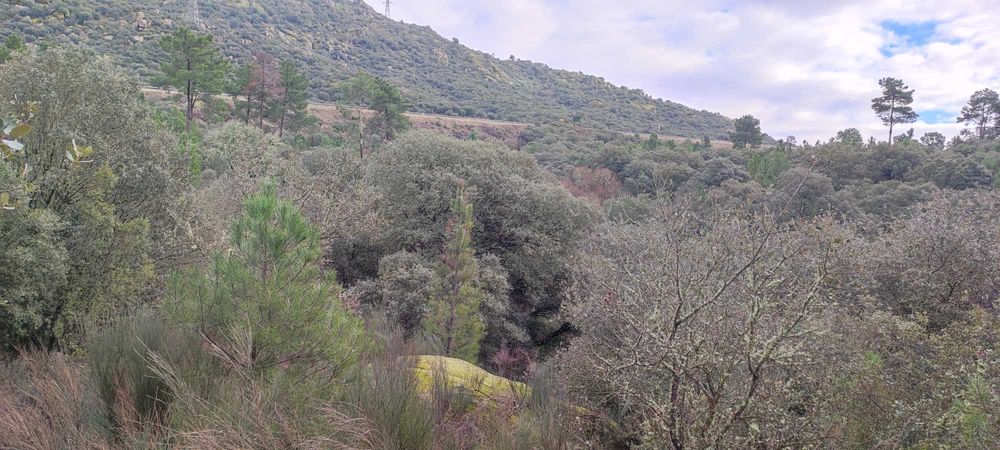 Prédio Rustico com 1,55 Ha