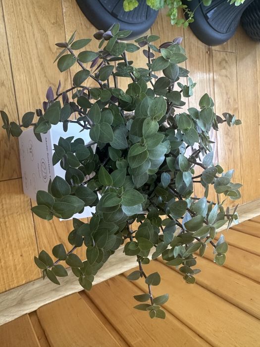 Традесканція нанук, каллізія, заміокулькас