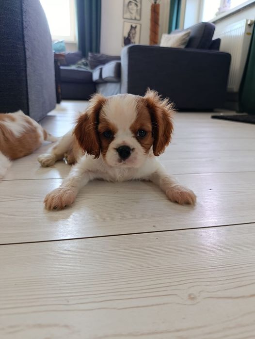 Cavalier King Charles spaniel samczyk