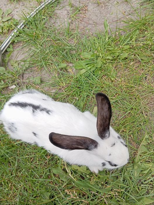 Кролі молоді домашні