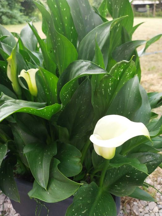 Kalua Kalla Zantedeschia ogrodowa 10 szt
