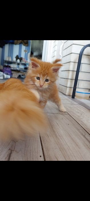 Київ і область котики мейн куни