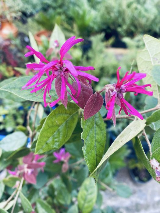 Loropetalum chinense – Arbusto Ornamental – 1m/1,20m – Vaso 2L