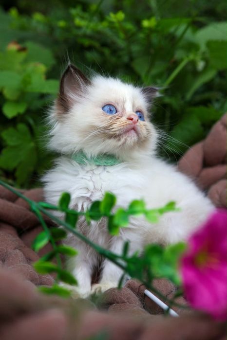 Willi kocurek ragdoll