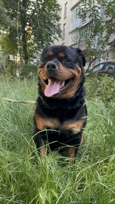 Ротвейлер ждет невесту