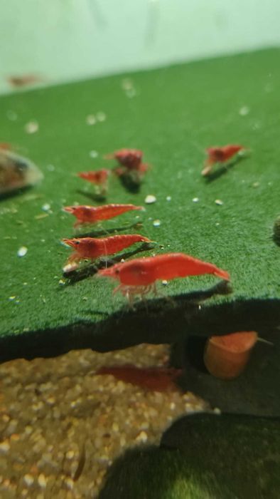 Camarões red cherry 'Fire Red'