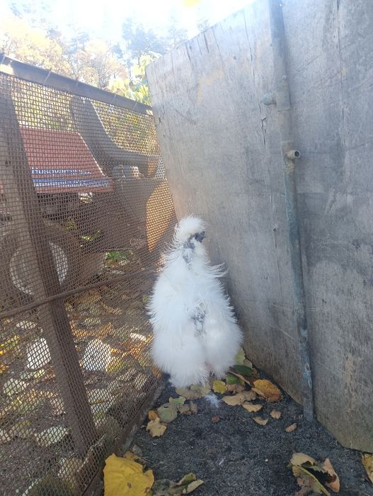 Kury koguty silki USA