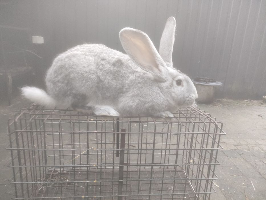 Samce i samiczki Belg olbrzymi szary szynszylowaty