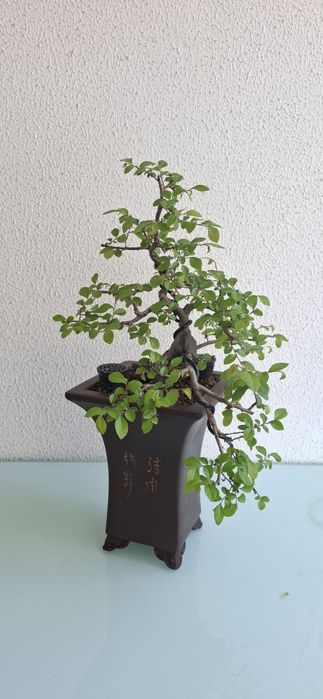 Bonsai Ulmus Parvifolia - cascata