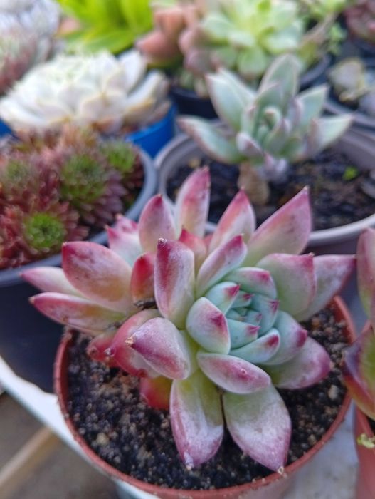 Suculentas várias espécies