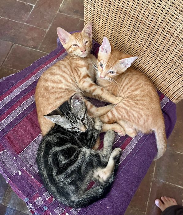 Gatinhos procuram novo lar