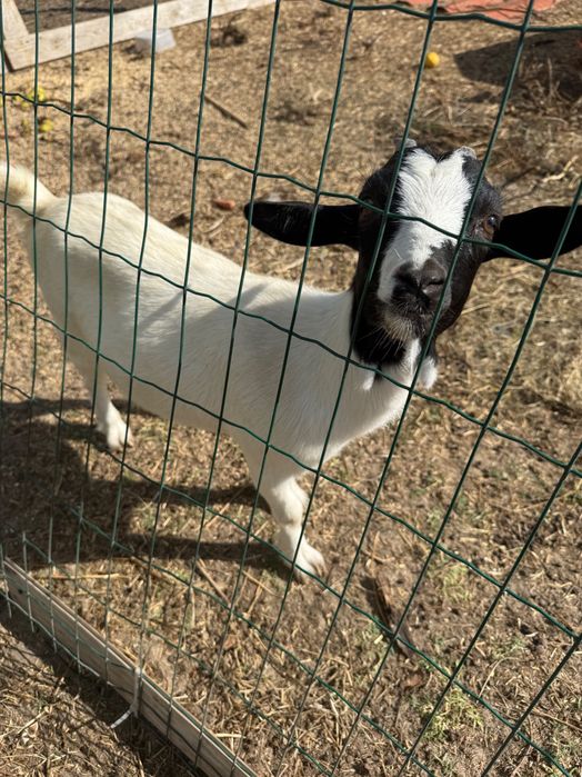 Vender cabras anâs