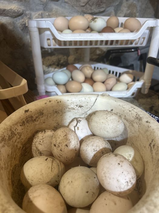 Ovos de pata Ruan galados