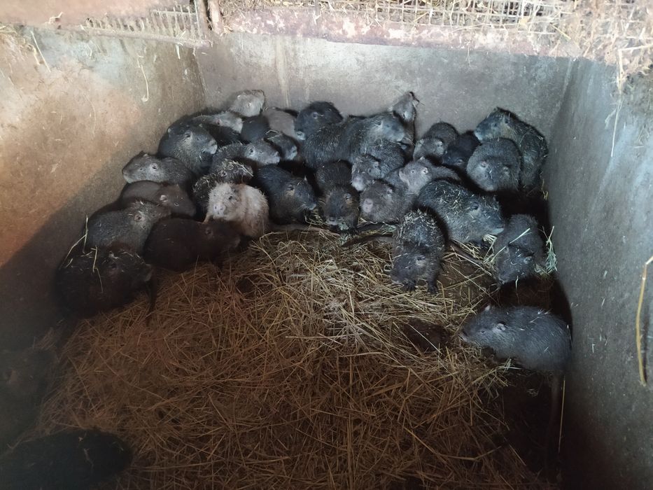 Продам мясо нутрии.