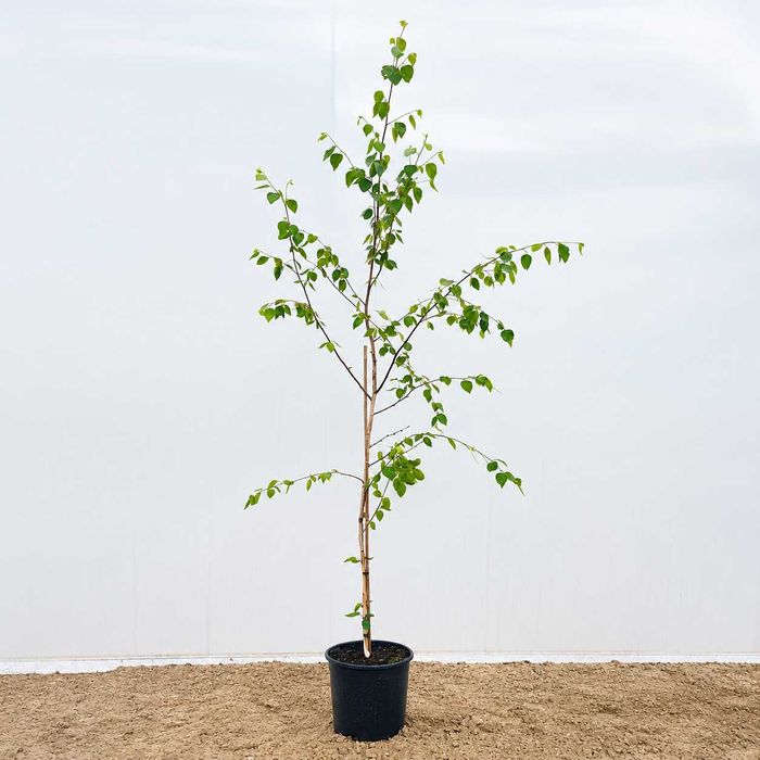 Brzoza pożyteczna Doorenbos 200-250 cm Donica Biała kora Tilia utilis