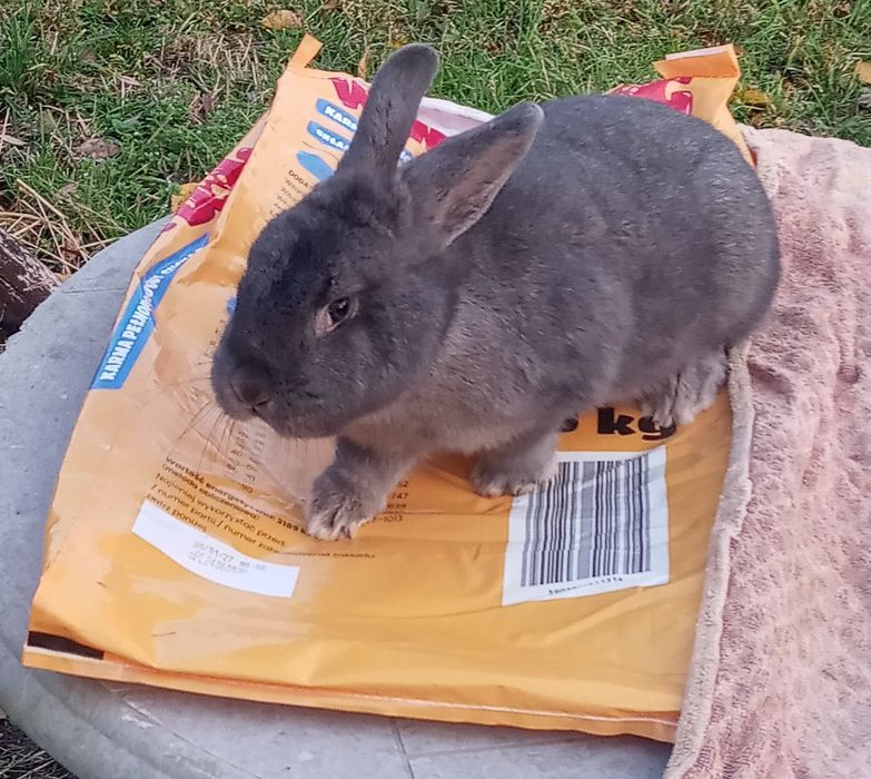 Samica po nowozelandach