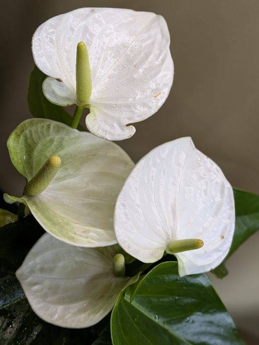 Антуріум білий Кокос Coconut з квітами