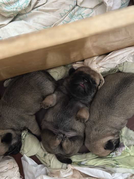 Цуценята мопса КСУ (FCI)