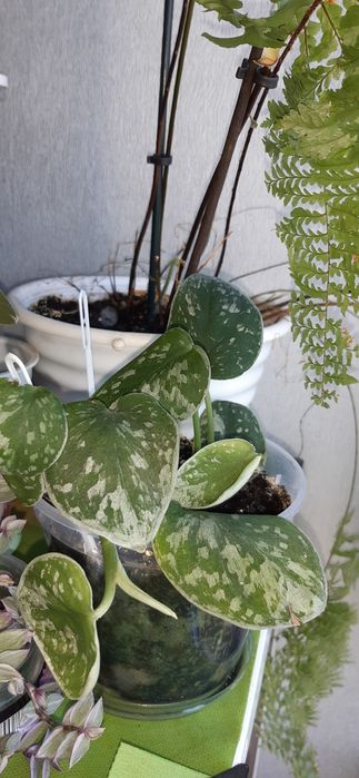 Цветы Сциндапсус епипремнум набор