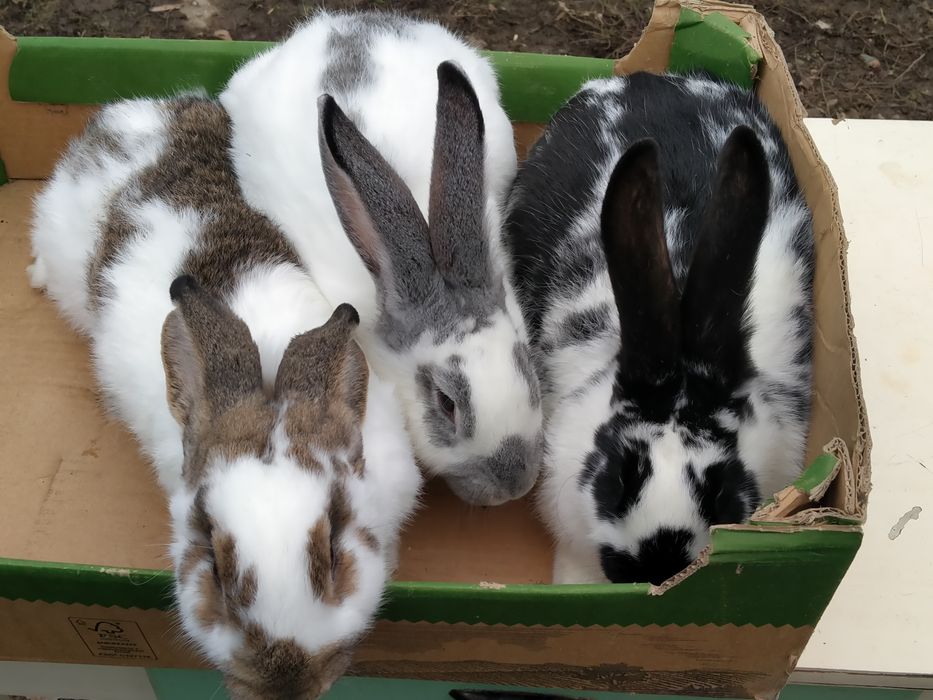 Witam sprzedam samce mające około roku