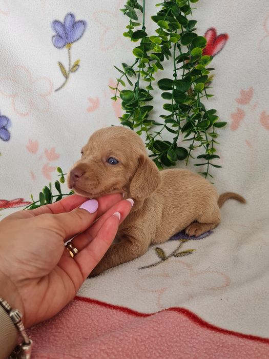 Estupendo macho Teckel cor rara de Qualidade