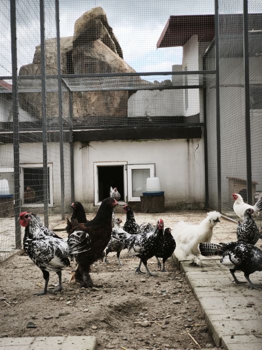 Продам кури та птицю