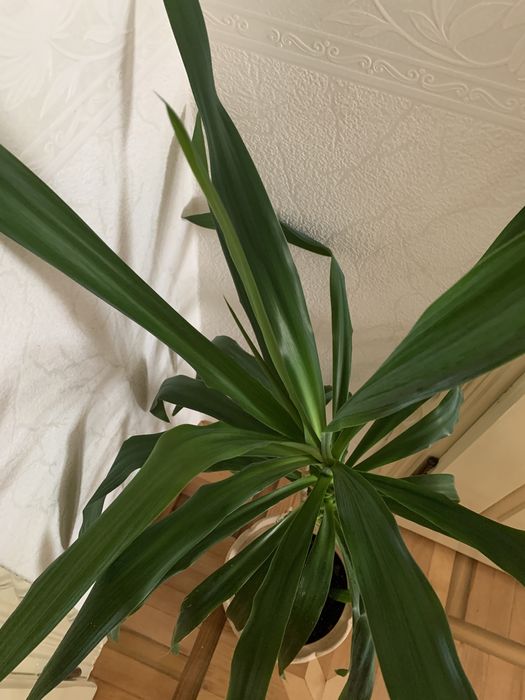 Вазон пальма Юка