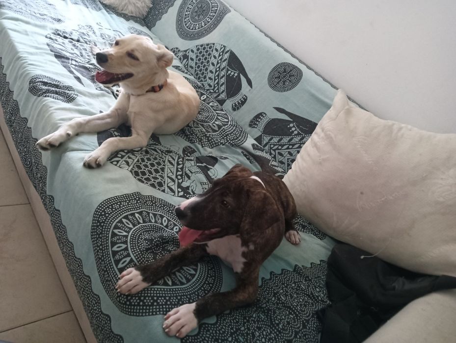 Bull terrier 2 meses (reservado)