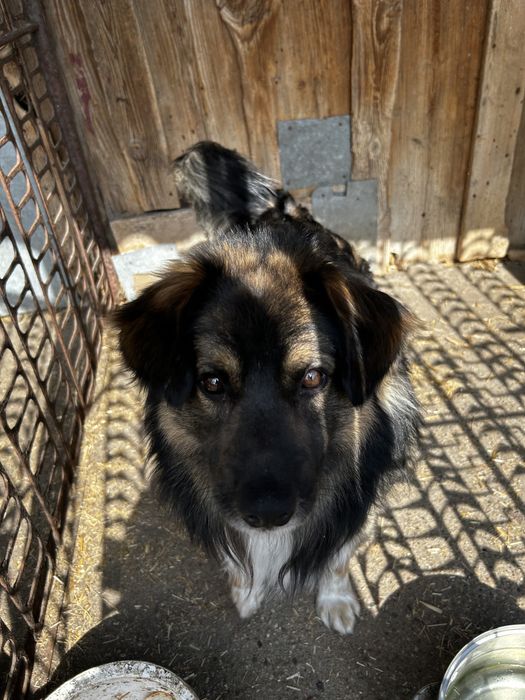 Pies owczarek 14 m-cy do adopcji