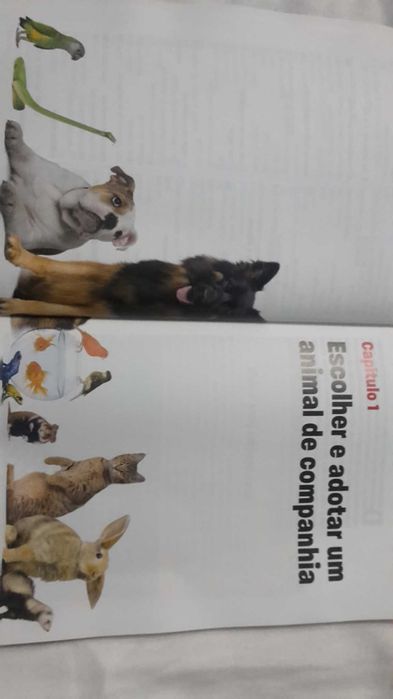 CAES GATOS E OUTRAS Companhias. Conselhos 192 Pag. 6 Fotos