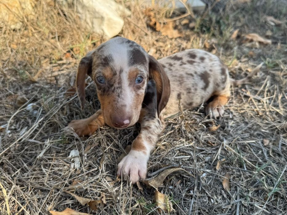 Teckel Miniatura  Piebald/Arlequim Isabela