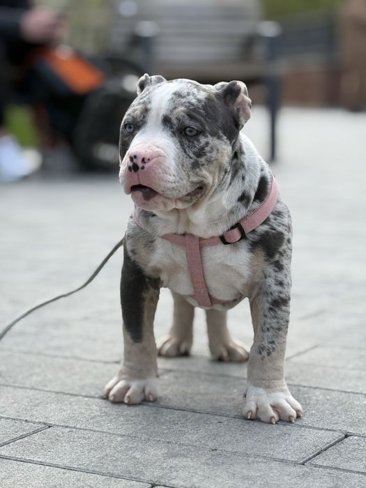 American Bully з імпортними кровними лініями — доступні до резерву