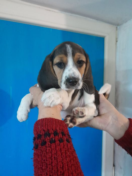 В продаже девчонки