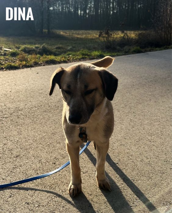 Delikatna, 12 kg suczka Dina. Adopcja