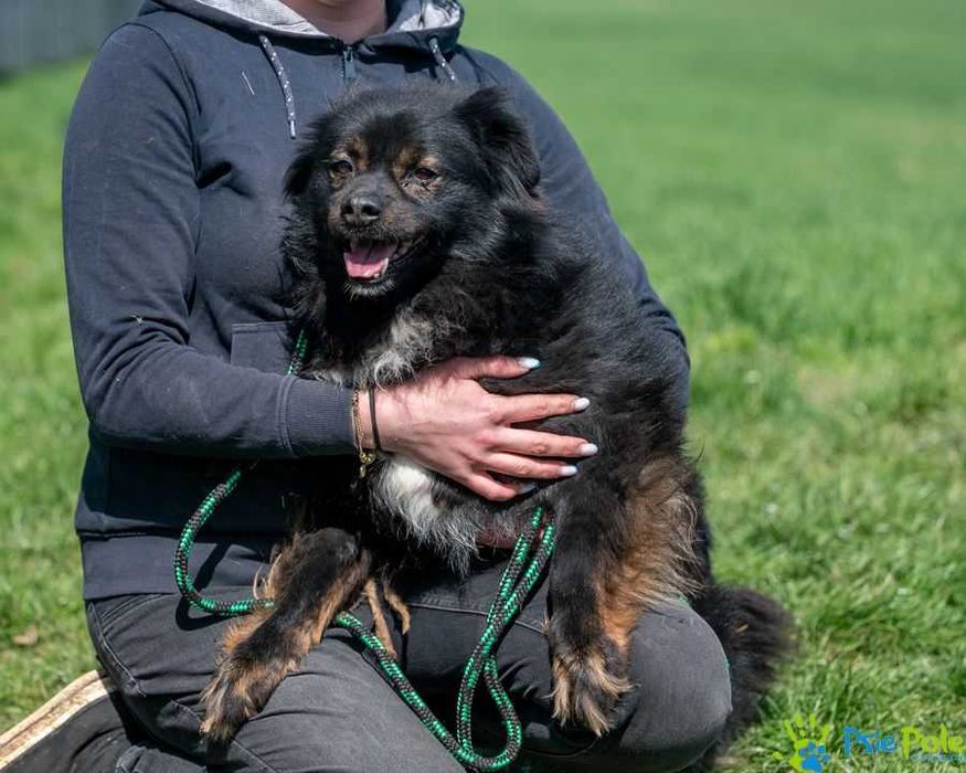 Psiak NERWUSEK szuka domku!