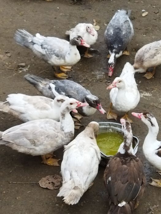 Dorosłe kaczki i Kaczory.