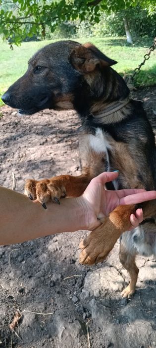Продається Німецька вівчарка-метис