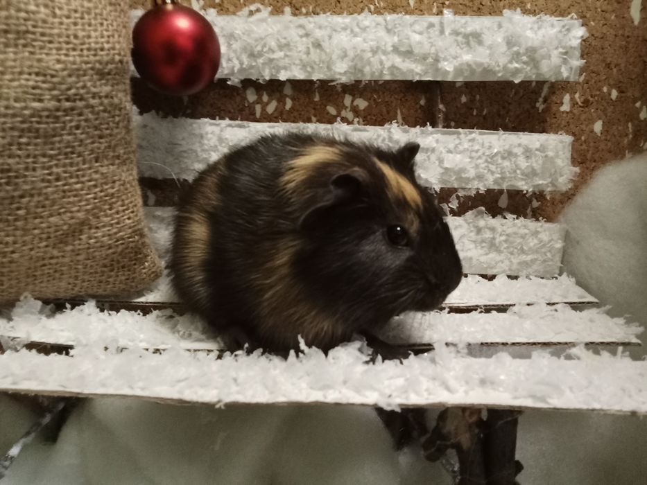 Морская   свинка