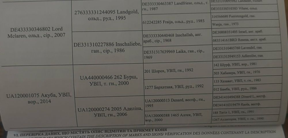 В продажі жеребець