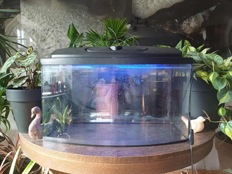 Sprzedam akwarium 62/23/33