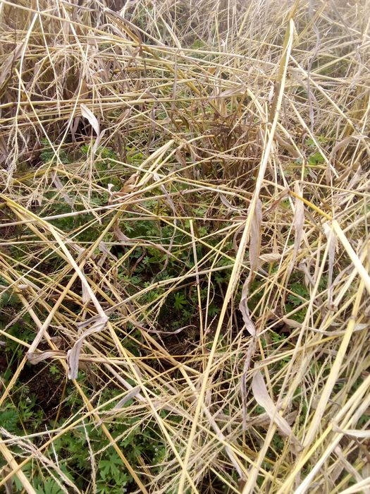 Warzywa,Soki ,Oleje  od Młodego Rolnika