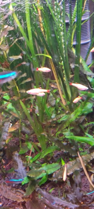 Witam sprzedam kardynałki złote