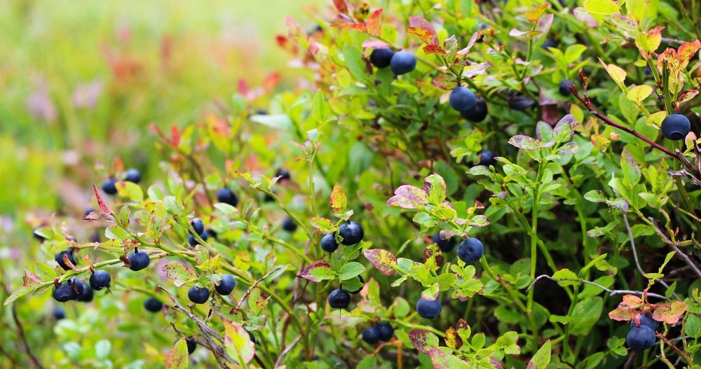 Swieze Jagody leśne