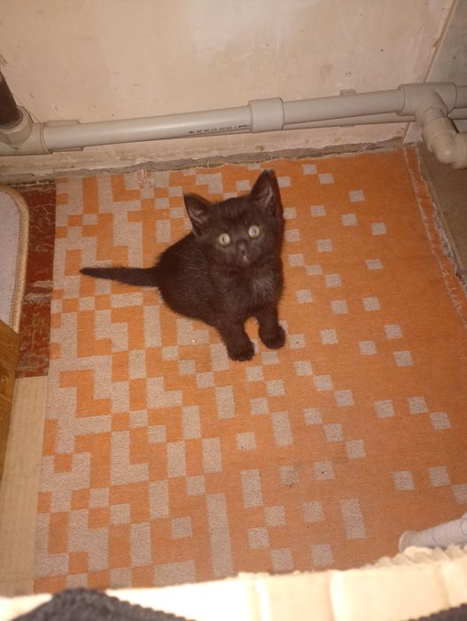 Котята в хорошие руки