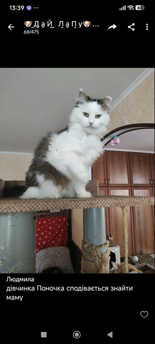 кошенята в теплі обійми